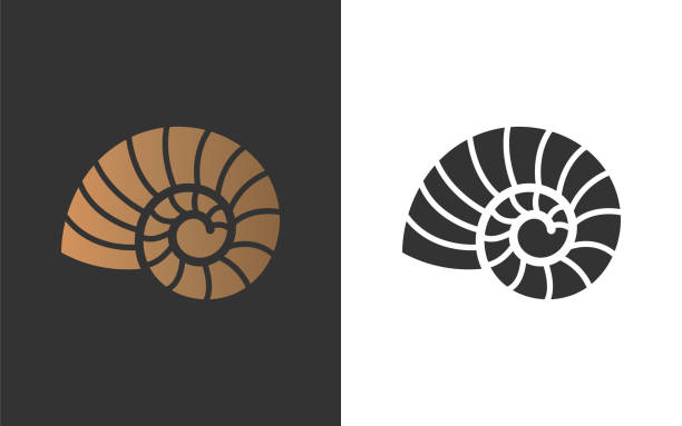 nautilus copy Vector illustration with seashell nautilus. Object for your logo / card / flyer. fossil stock illustrations
