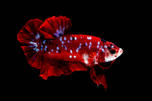 istock Betta fish Fight in the aquarium 1136506709