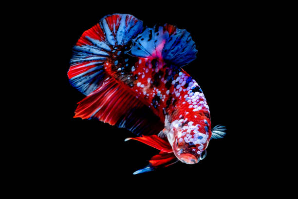 istock Betta fish Fight in the aquarium 1136506723