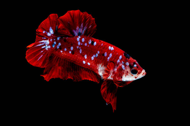 istock Betta fish Fight in the aquarium 1136506725