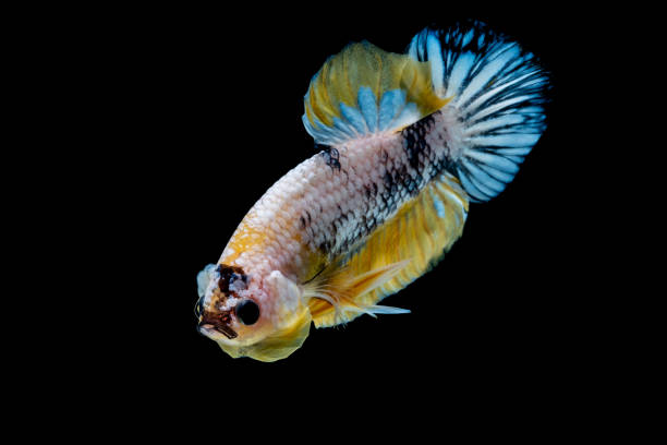 istock Betta fish Fight in the aquarium 1136506746