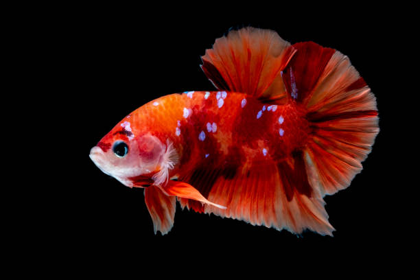 istock Betta fish Fight in the aquarium 1136506762