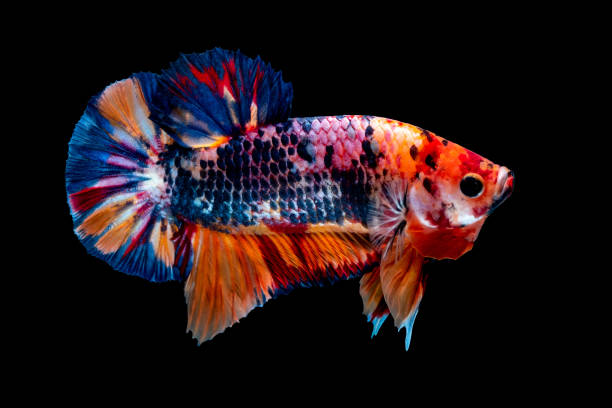 istock Betta fish Fight in the aquarium 1136506765