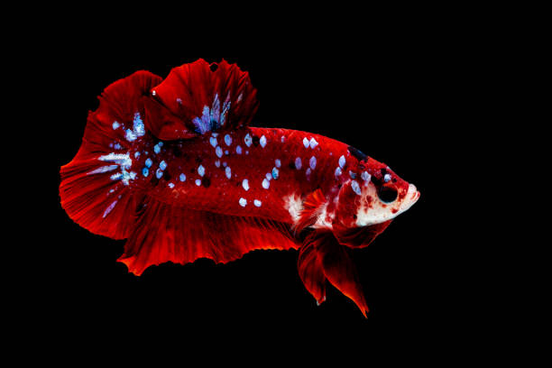 istock Betta fish Fight in the aquarium 1136506766