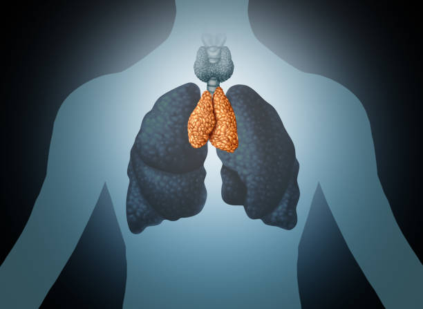 орган thymus человека - тимус стоковые фото и изображения