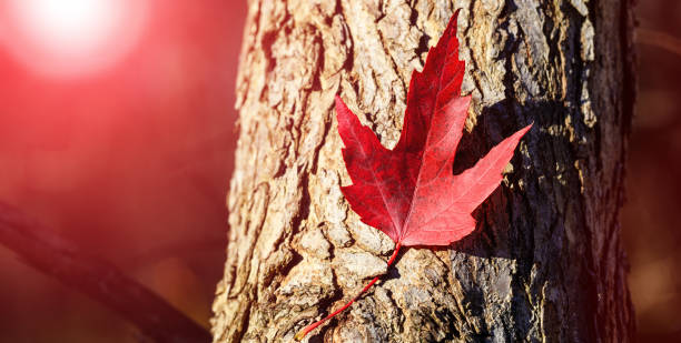 Red maple leaf. Canada Day maple leaves background. Falling red leaf for Canada Day 1st July. stock photo