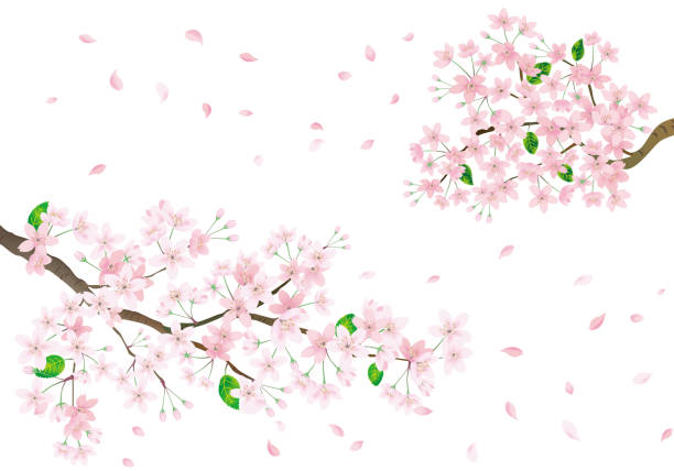 istock Pink sakura flower and flying petals. Cherry blossom isolated on white background. 1136510504