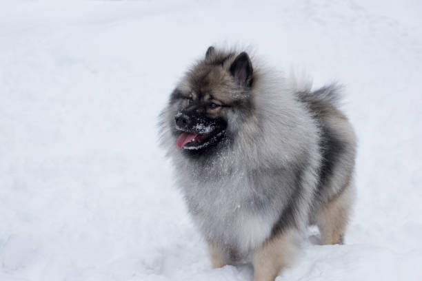 istock Deutscher wolfspitz is standing on the white snow. Keeshond or german spitz. Pet animals. 1136510509