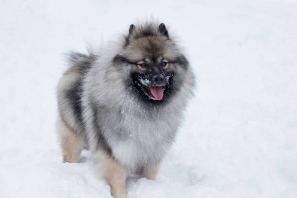 deutscher wolfspitz est debout sur la neige blanche. keeshond ou spitz allemand. chien de race pure. - keeshond photos et images de collection