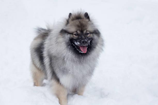 deutscher wolfspitz è in piedi sulla neve bianca. keeshond o spitz tedesco. cane di razza. - keeshond foto e immagini stock