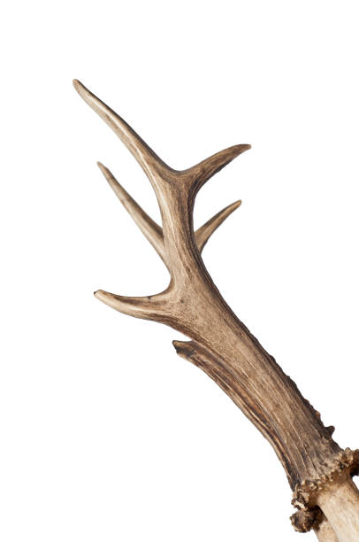 istock Close-up of Antlers on white background - (Rehgeweih) 1136510648