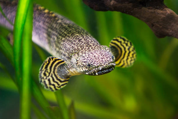 Epalzeorhynchos Bicolor. Fish Bicolor LABEO epalzeorhynchos erythrurus, close up