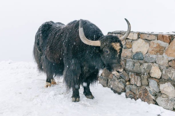 istock Wild black yak on a snowy mountain in the snowfall. 1136511327