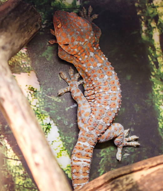 istock Tokay Gecko. 1136511560