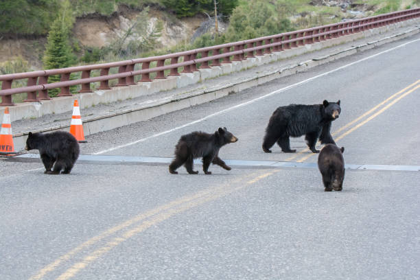 istock Three bear cubs and mother crossing Yellowstone river bridge 1136511633