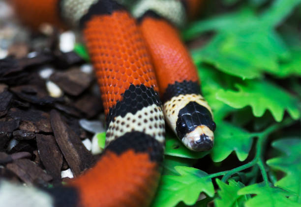 istock Central American Milk snake. 1136512351