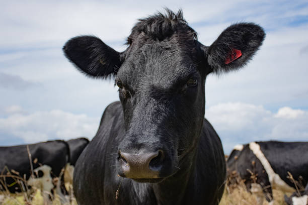 istock New Zealand Dairy Cow 1136513536
