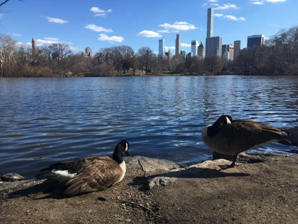 istock Spring in Central Park in Manhattan, New York, NY. 1136517202