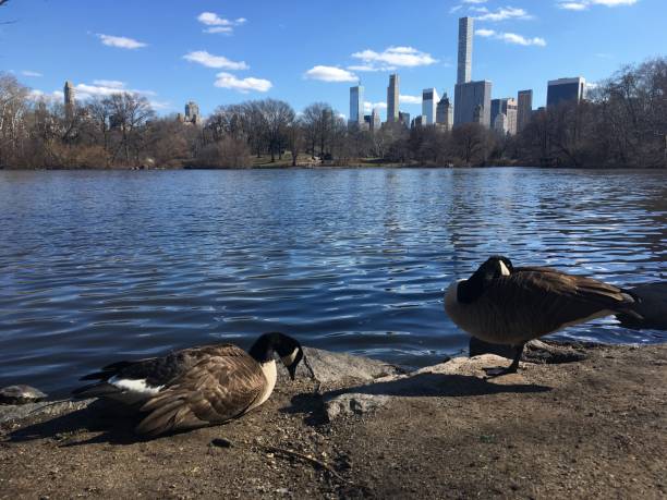 istock Spring in Central Park in Manhattan, New York, NY. 1136517210