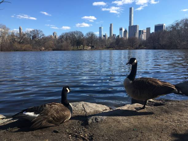 istock Spring in Central Park in Manhattan, New York, NY. 1136517212