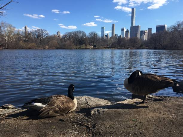 istock Spring in Central Park in Manhattan, New York, NY. 1136517244