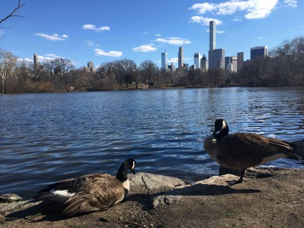 istock Spring in Central Park in Manhattan, New York, NY. 1136517253