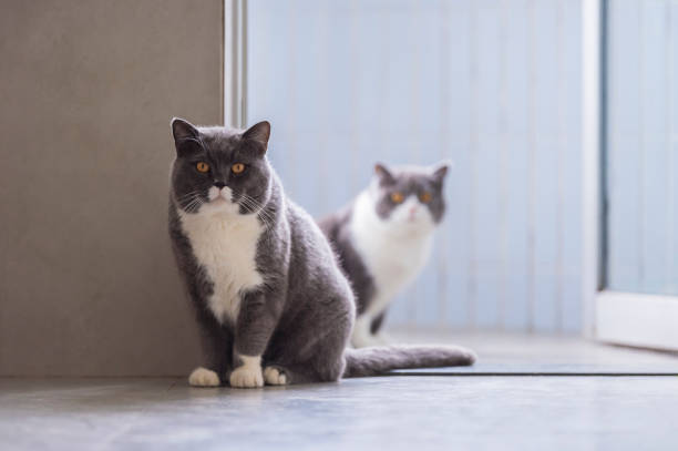 istock Cute British short-haired cat, indoor shooting 1136518328