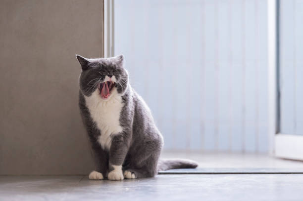 istock Cute British short-haired cat, indoor shooting 1136518332