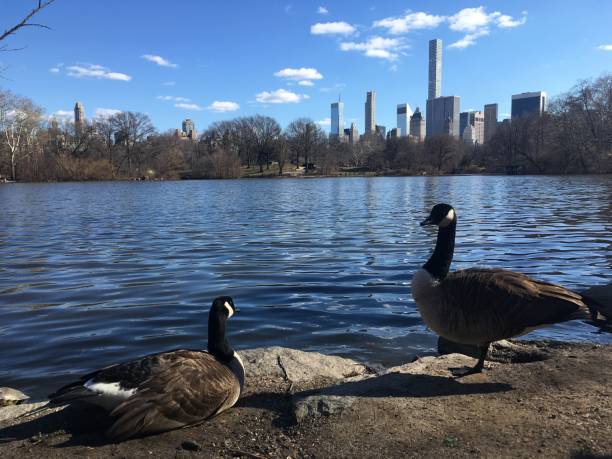istock Spring in Central Park in Manhattan, New York, NY. 1136518351