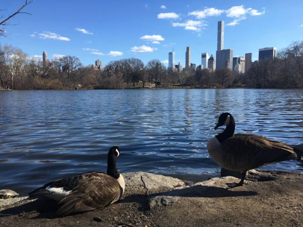 istock Spring in Central Park in Manhattan, New York, NY. 1136518354