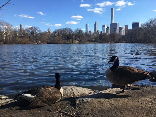istock Spring in Central Park in Manhattan, New York, NY. 1136518358