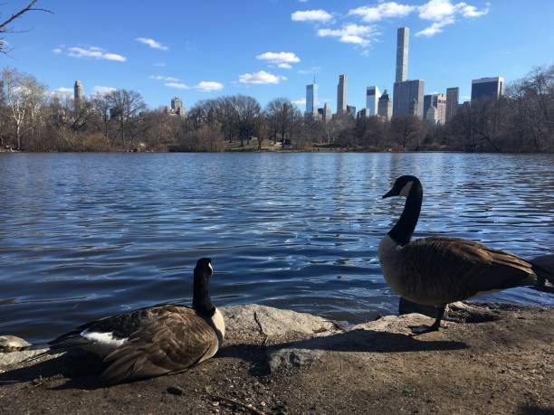 istock Spring in Central Park in Manhattan, New York, NY. 1136518362