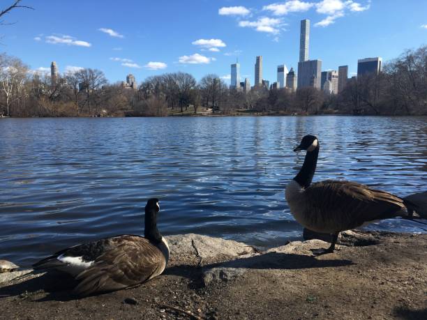 istock Spring in Central Park in Manhattan, New York, NY. 1136518367