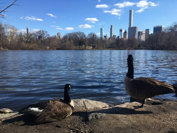 istock Spring in Central Park in Manhattan, New York, NY. 1136518372