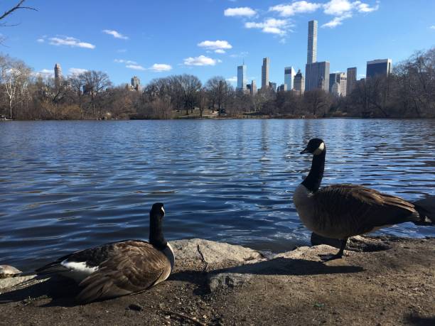 istock Spring in Central Park in Manhattan, New York, NY. 1136518390