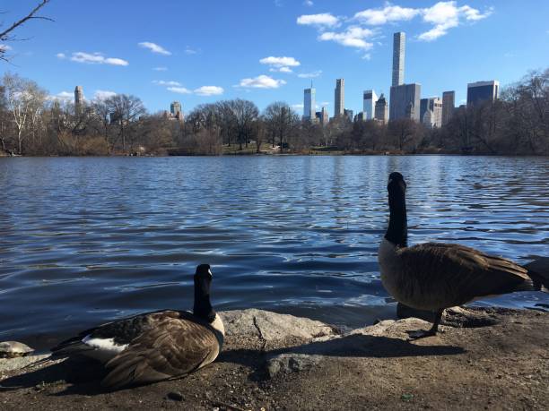 istock Spring in Central Park in Manhattan, New York, NY. 1136518393