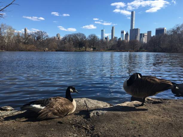 istock Spring in Central Park in Manhattan, New York, NY. 1136518414