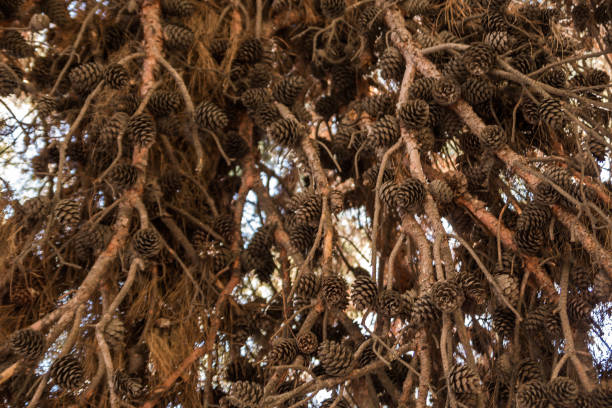 istock Dry tree with a lot of big cones. 1136518420
