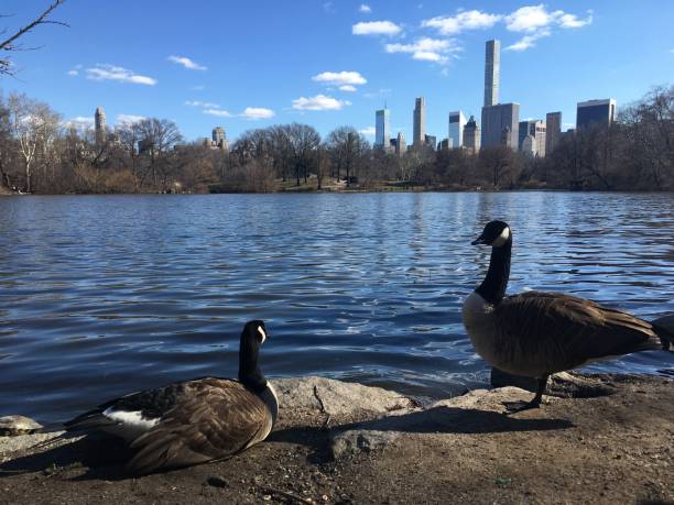istock Spring in Central Park in Manhattan, New York, NY. 1136518424