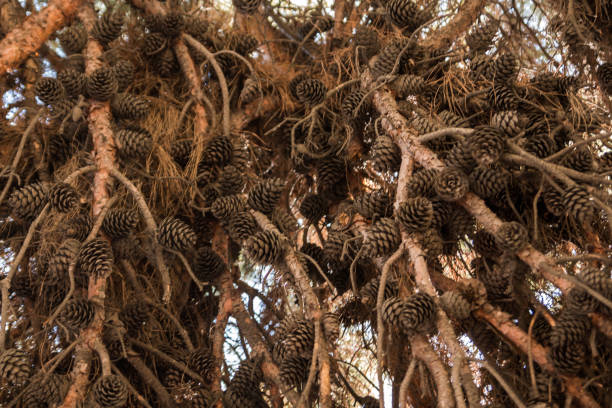istock Dry tree with a lot of big cones. 1136518444