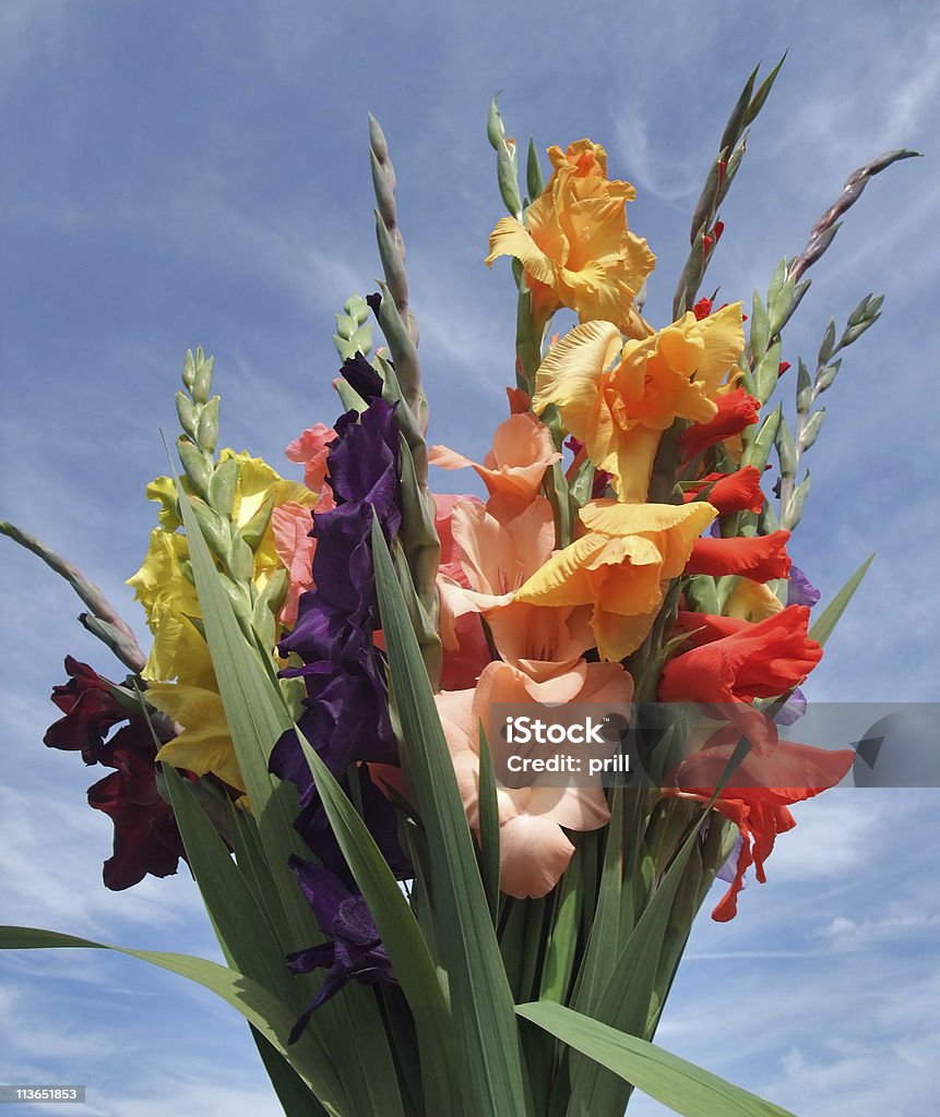 gladioli ramo de flores - Foto de stock de Azul libre de derechos