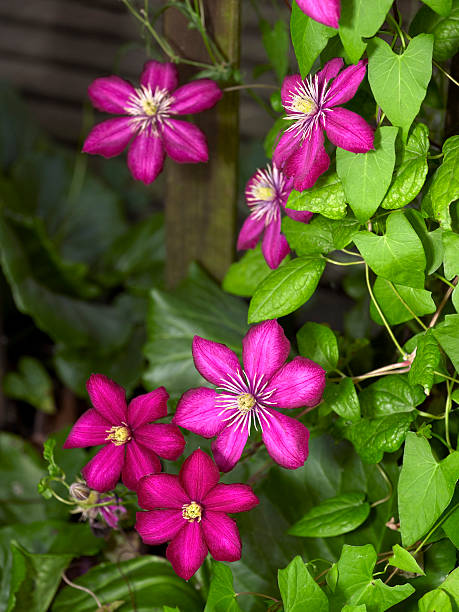 istock vibrant Clematis flowers 113651870