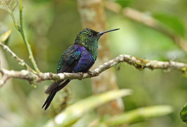 istock Green-crowned Woodnymph 1136518727
