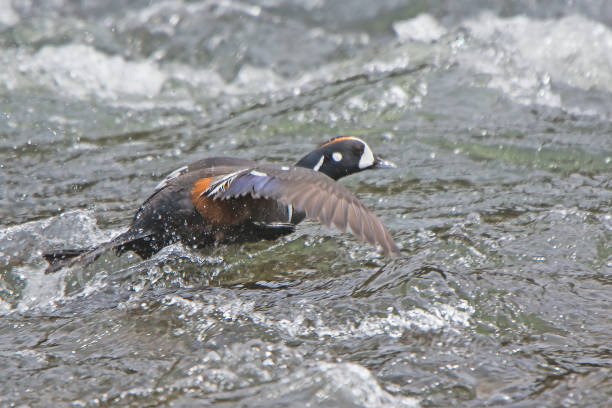 istock Harlequin ducks at Le Hardy rapids 1136519468