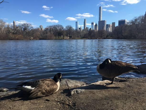 istock Spring in Central Park in Manhattan, New York, NY. 1136519811