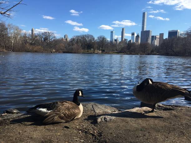istock Spring in Central Park in Manhattan, New York, NY. 1136519823