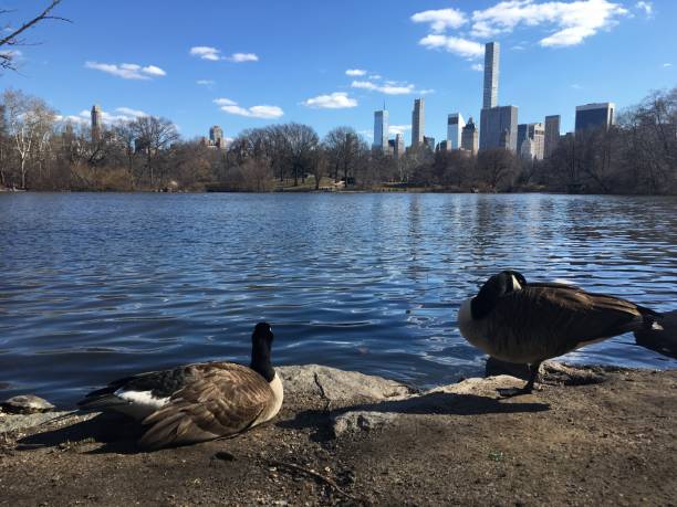 istock Spring in Central Park in Manhattan, New York, NY. 1136519828