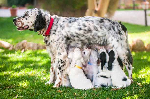 English Setter puppies feeding mother Mother English Setter with puppies newborn animal stock pictures, royalty-free photos & images