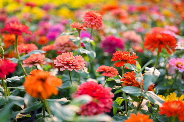 Сирень Красная Москва Сирень Красная Москва