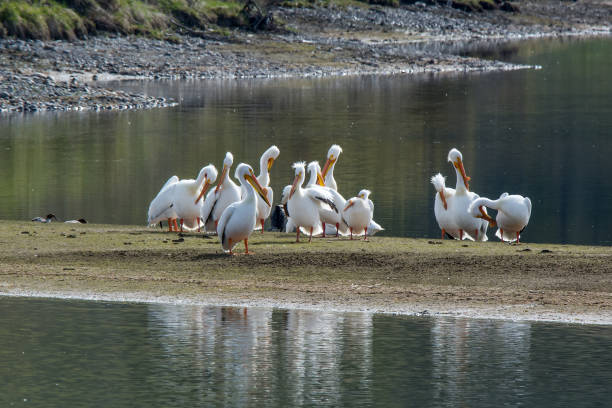 istock Group of American White Pelican at Oxbow Bend 1136520985